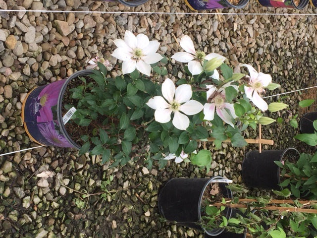 Corinne™ Clematis (Clematis corinne) - 1 gallon