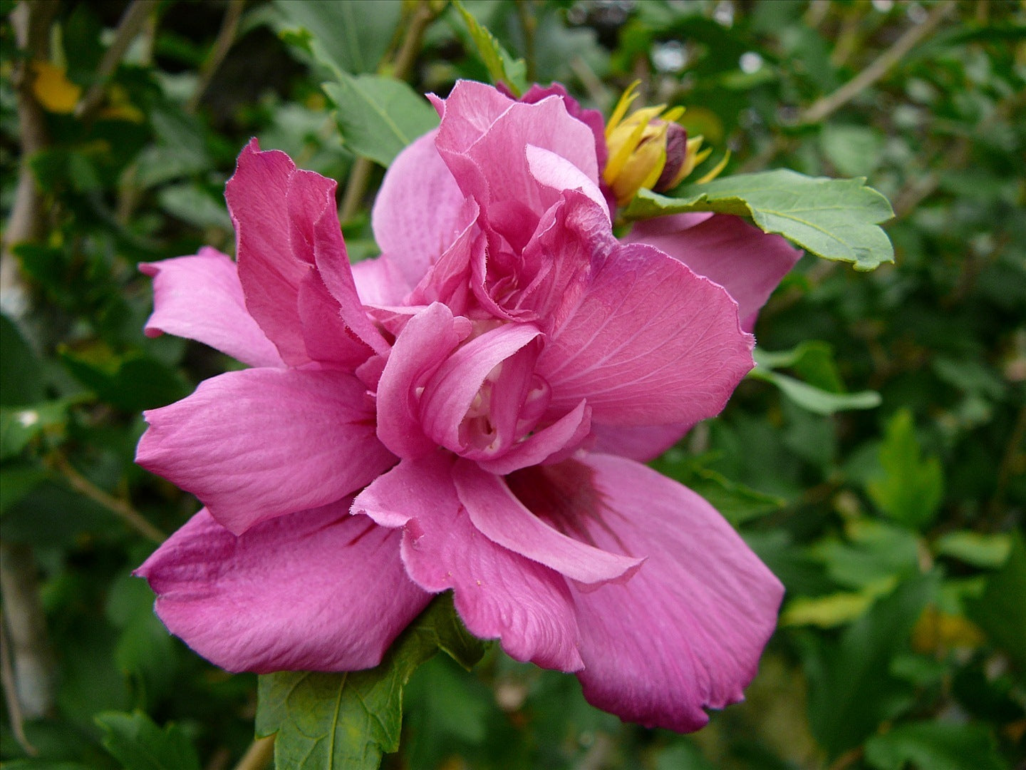 Lucy Rose of Sharon (Hibiscus syriacus 'Lucy') - 3 gallon PATIO TREE