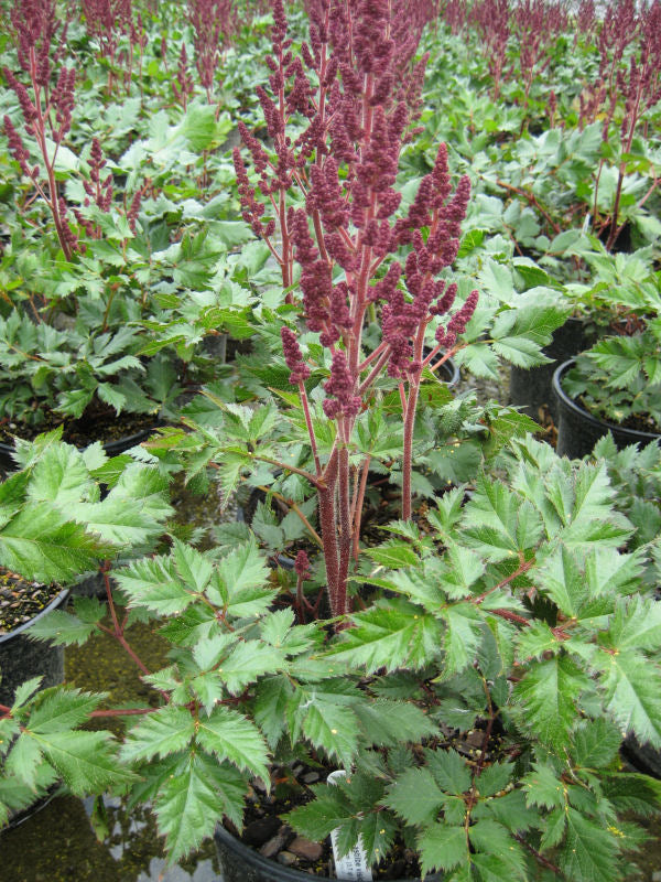 Vision In Red Astilbe (Astilbe chinensis 'Visions in Red') - 1 gallon
