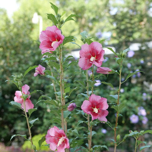 Red Pillar® Rose of Sharon (Hibiscus syriacus 'Red Pillar') - 3 gallon 18"