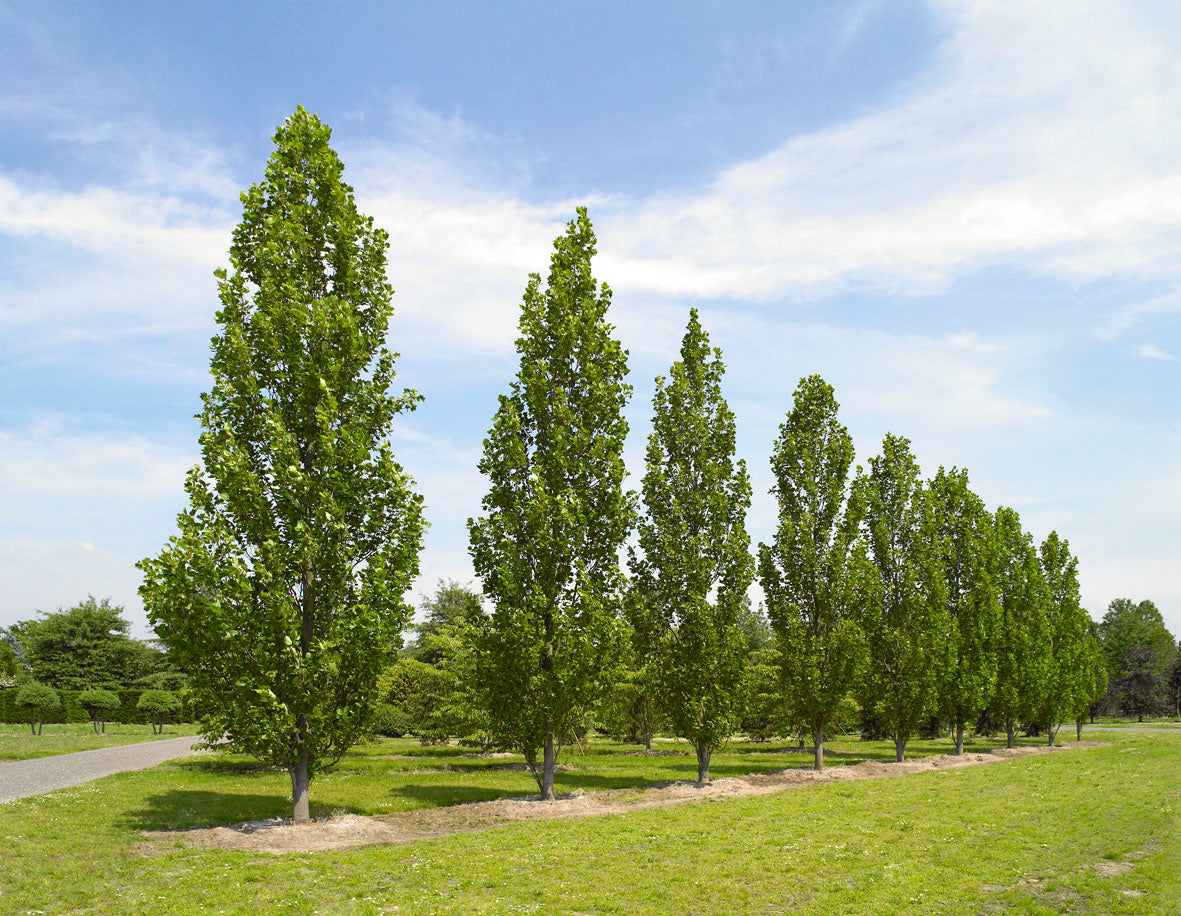 Fastigate Tuliptree (Liriodendron tulipifera 'Fastigatum') - 3 gallon TREE