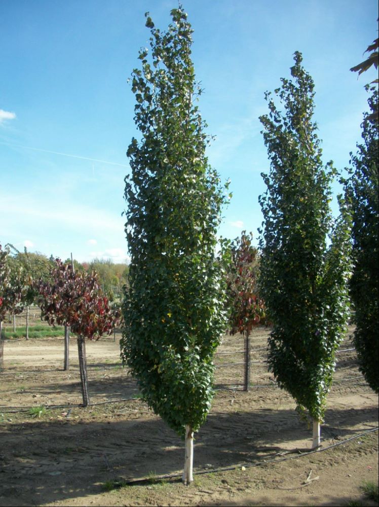 Parkland Pillar® Birch (Betula platyphylla 'Parkland Pillar') - 3 gallon