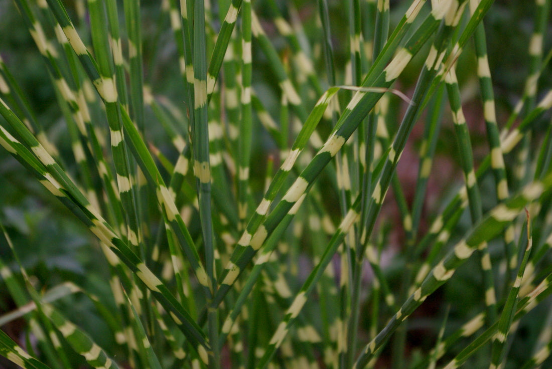 Little Zebra Maiden Grass (Miscanthus sinensis 'Little Nicky') -