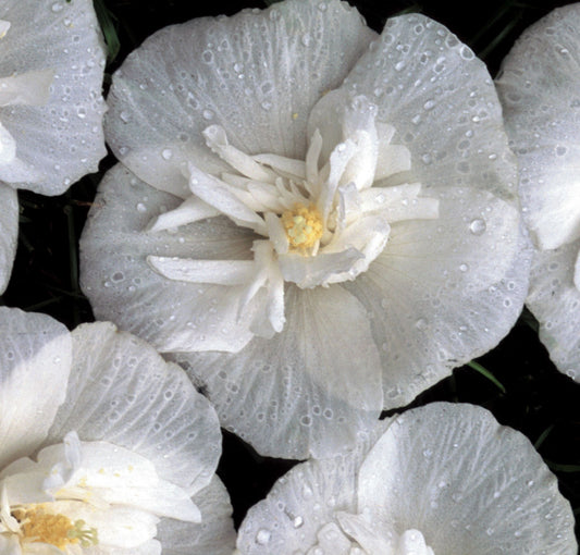 White Chiffon® Rose of Sharon (HIBISCUS S. WHITE CHIFFON) - 3 gallon 30"