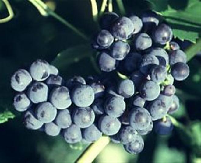 Mars Seedless Grape - 1 gal