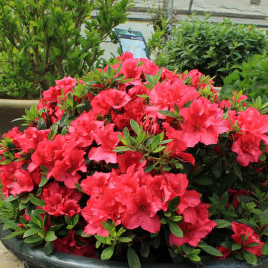 Red Demon Azalea (AZALEA EX. RED DEMON) - 3 gallon