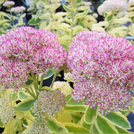 Frosted Fire Autumn Stonecrop (SEDUM FROSTED FIRE) - 1 gallon