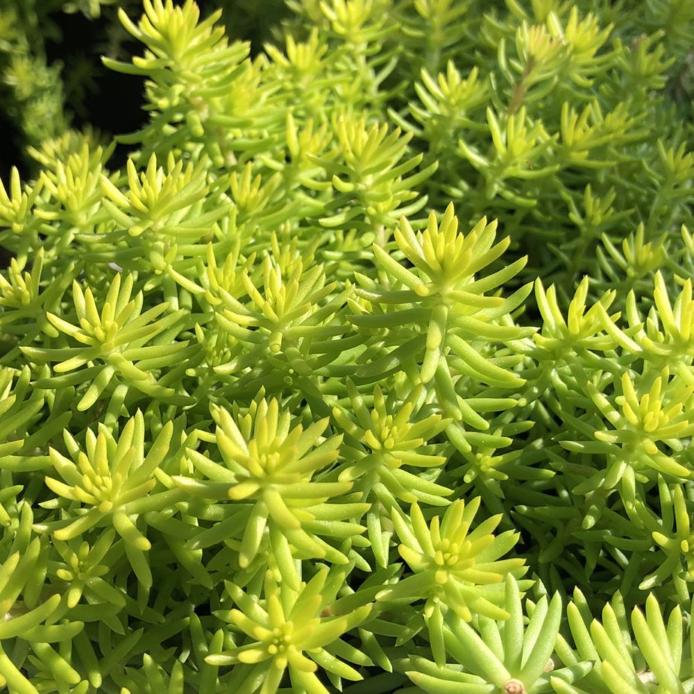 Angelina’s Teacup Stonecrop (SEDUM ANGELINAS TEACUP) - 1 gallon