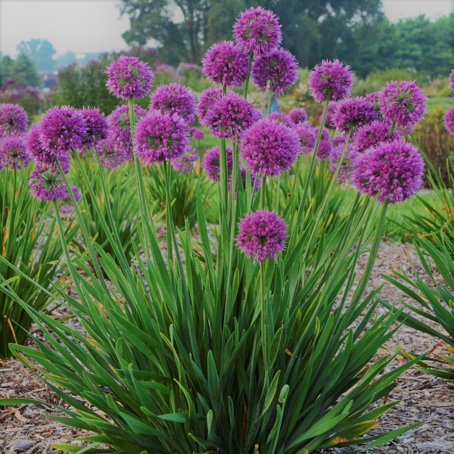 Lavender Bubbles Ornamental Onion (ALLIUM LAVENDER BUBBLES) - 1 gallon