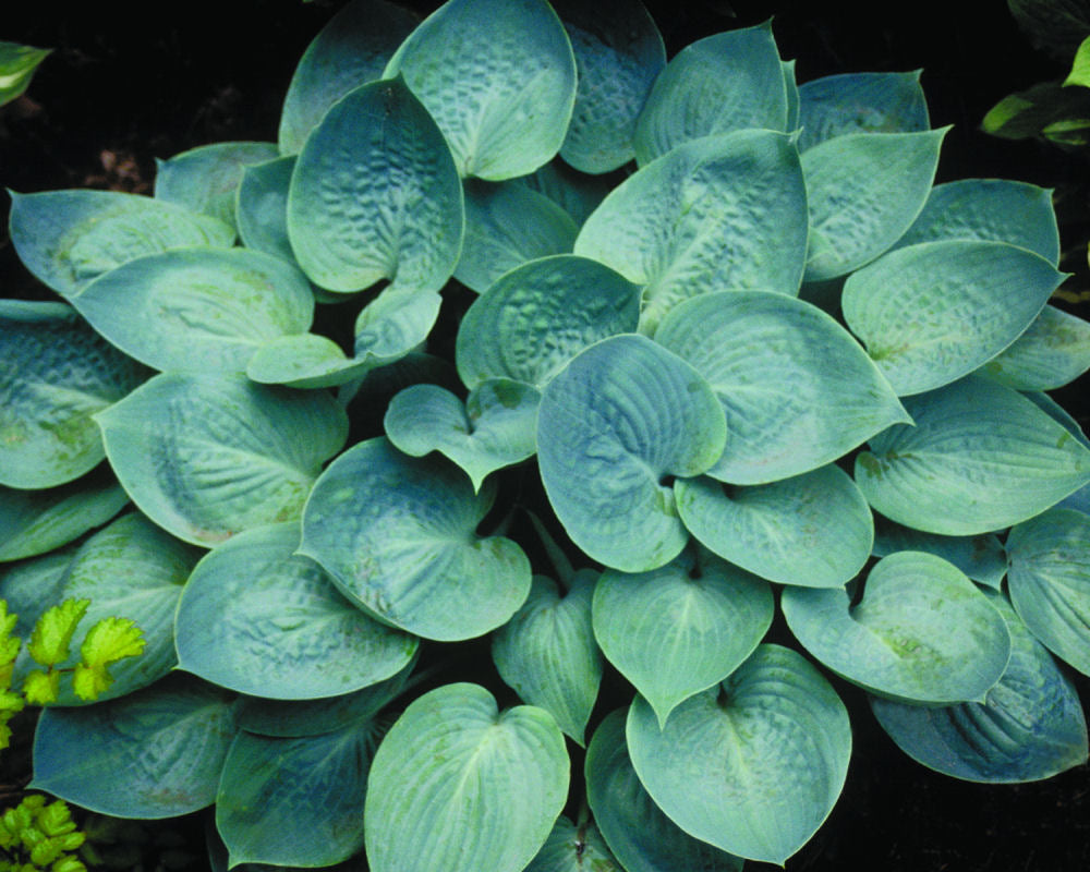 Prairie Skies Plantain Lily (Hosta prairie 'Prairie Skies') - 1 gallon