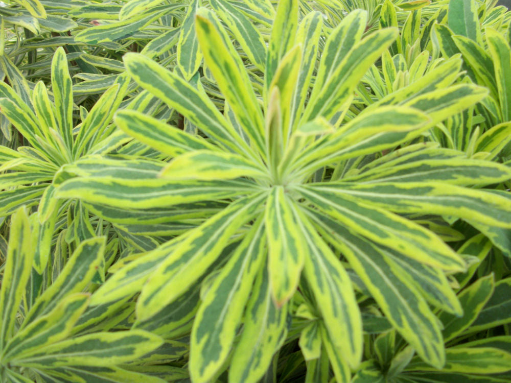 Ascot Rainbow Cushion Spurge (Euphorbia x martinii 'Ascot Rainbow') - 1 gallon