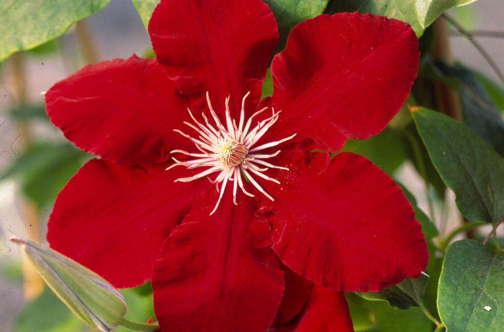 Rebecca™ Clematis (Clematis rebecca 'Rebecca') - 1 gallon