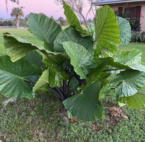 Dark Star Elephant Ear (Alocasia 'Dark Star') - 1 gallon