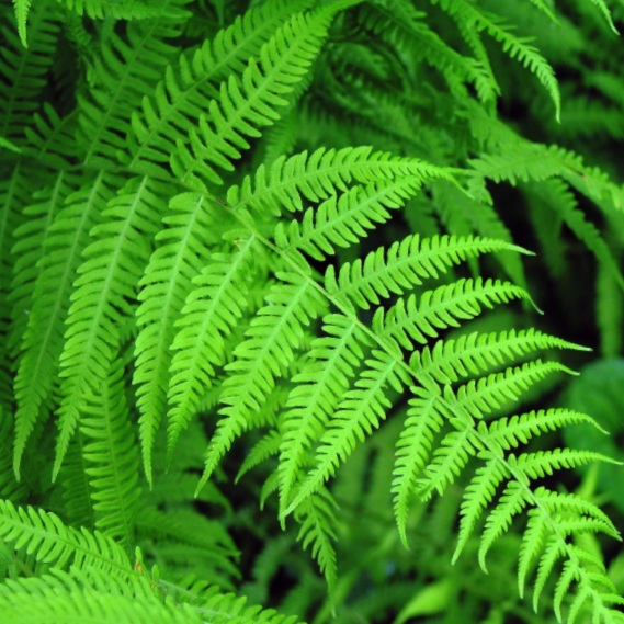 Fern New York (Thelypteris 'New York') - 1 gallon