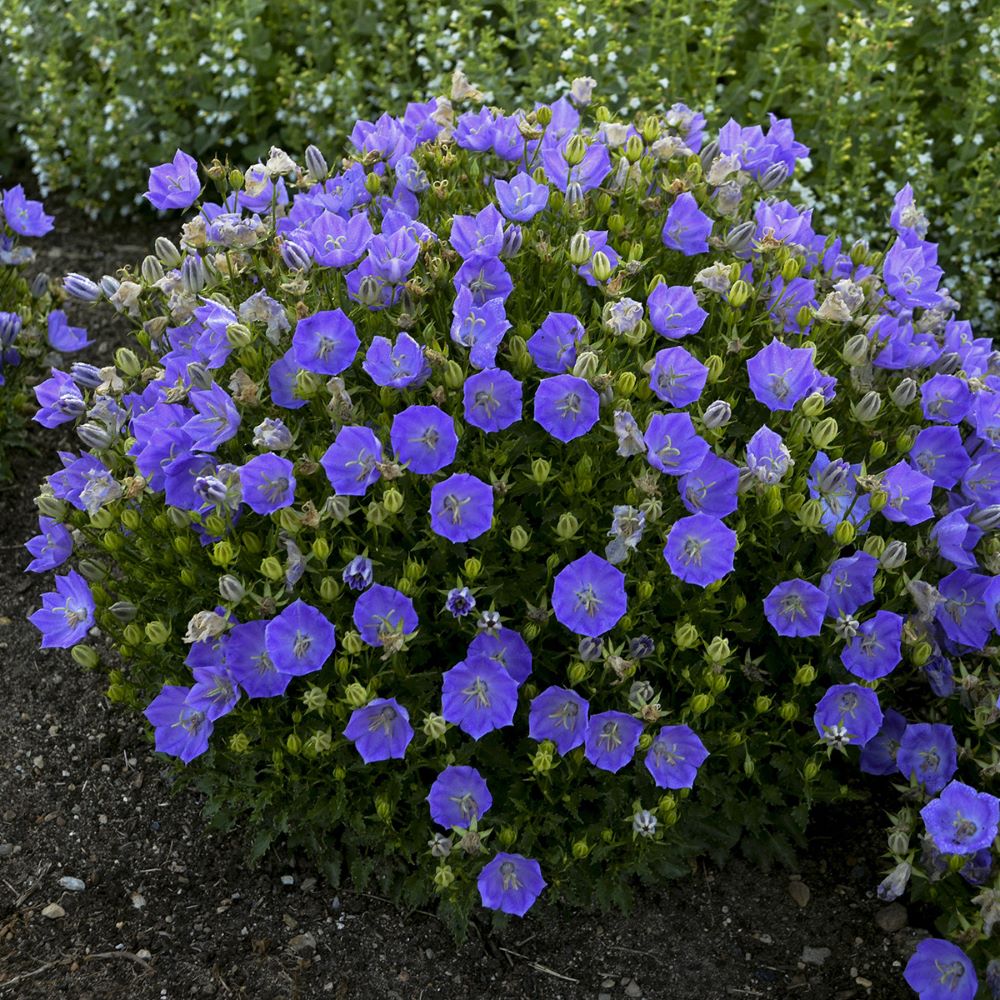 Rapido Blue Bellflower (Campanula carpatica 'Rapido Blue') - 1 gallon