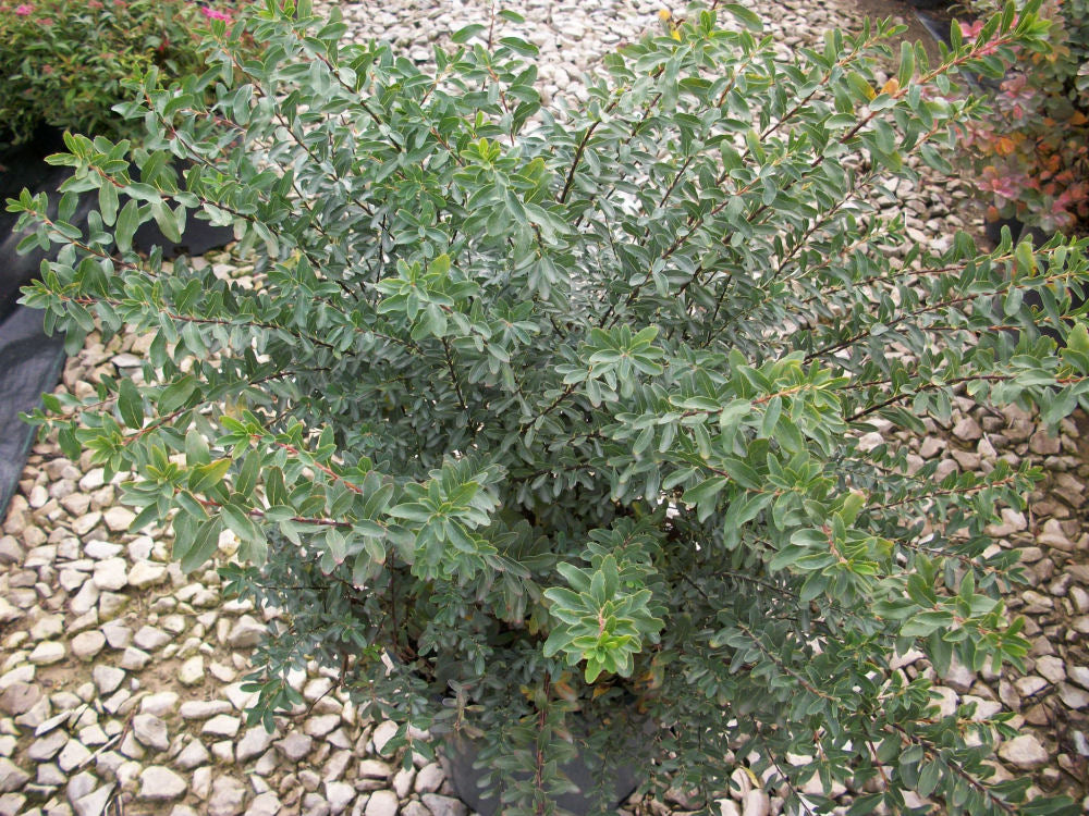 Snowmound Spiraea (Spiraea nipponica 'Snowmound') - 3 gallon 15"