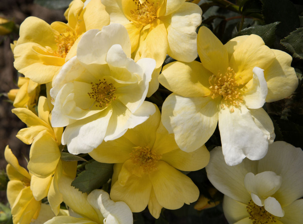 Sunny Knock Out® Rose (Rosa K.O 'Radsunny') - 1 gallon
