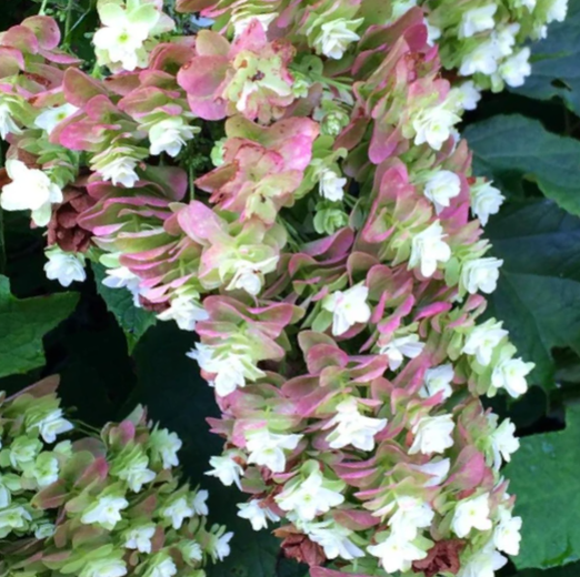Snowcicle Oakleaf Hydrangea (Hydrangea quercifolia 'Snowcicle') - 3 gallon