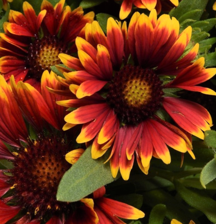 Gaillardia Spintop Orange Halo Blanket Flower (Gaillardia spintop 'Orange Halo') - 1 gallon