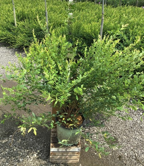 Candy Girl Bush Clover (Lespedeza candy 'Girl') - 3 gallon 15"