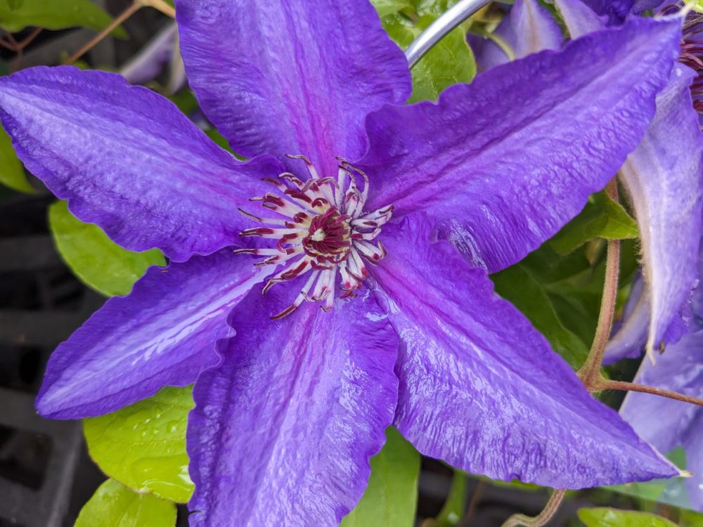 Lindsay™ Clematis (Clematis lindsay) - 1 gallon