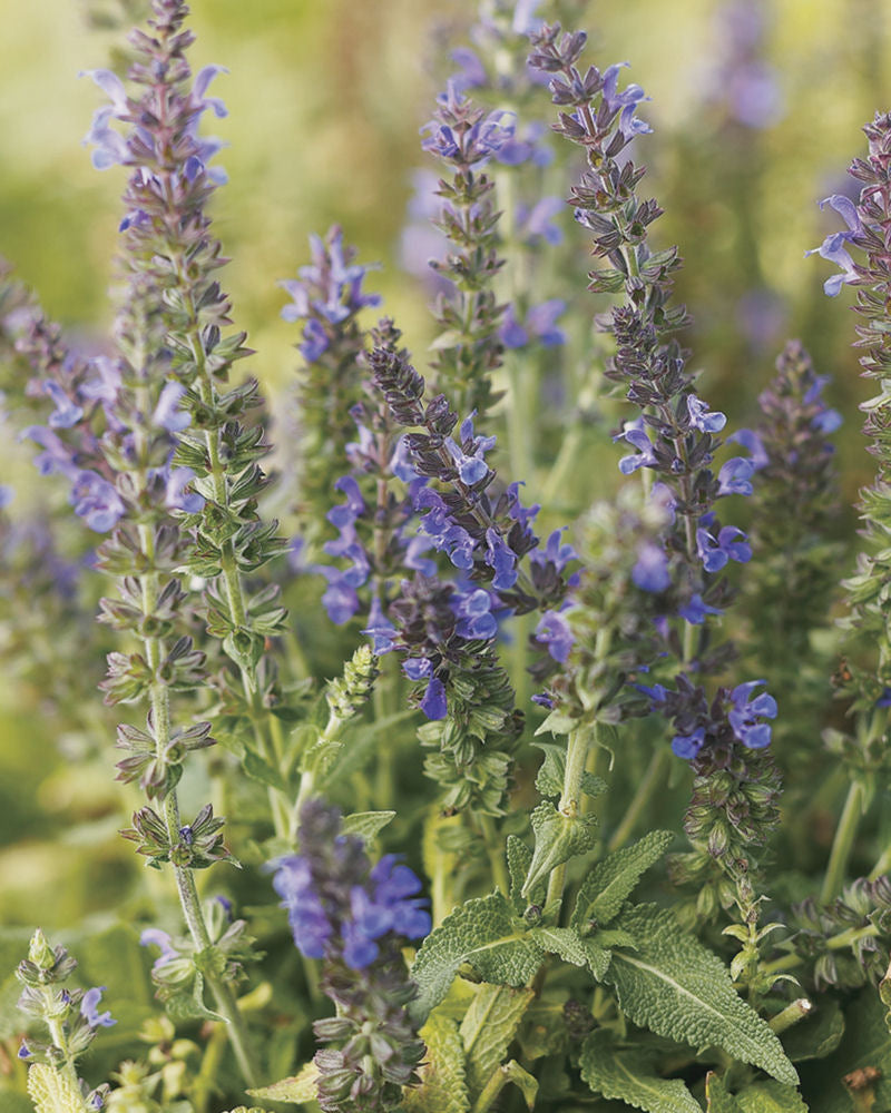Marcus™ Meadow Sage (Salvia x 'Marcus') - 1 gallon