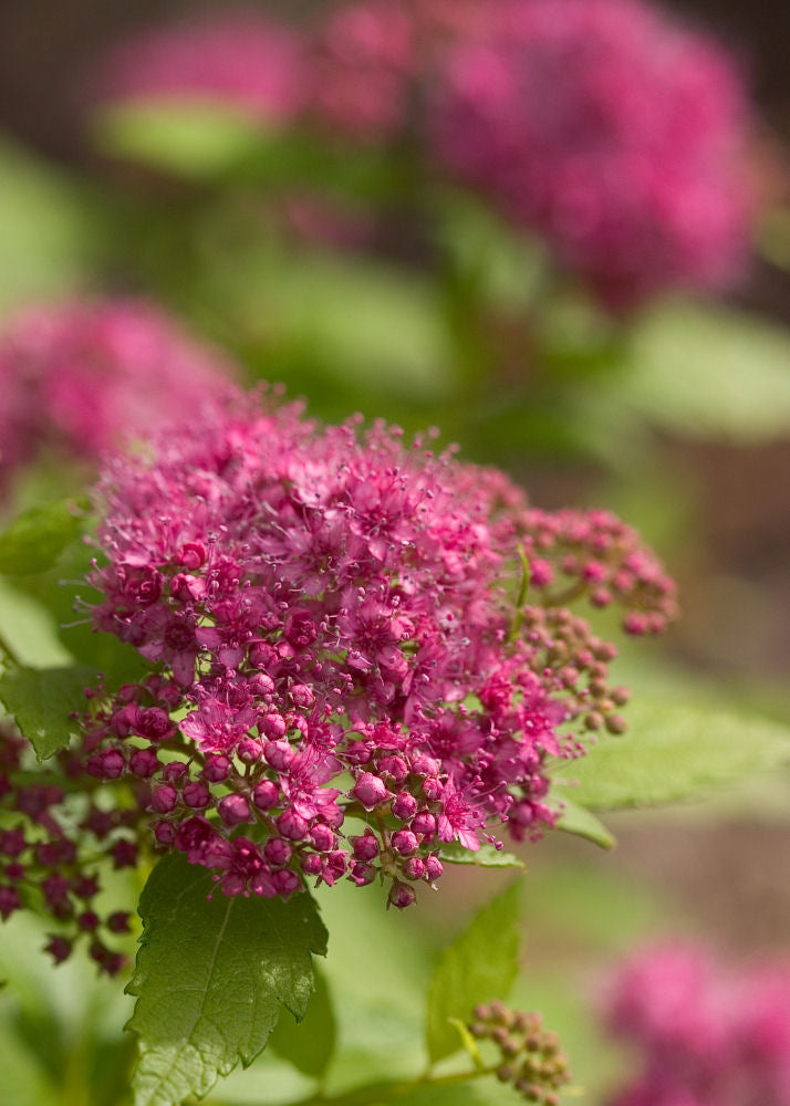 Double Play® Gold Spirea (Spiraea japonica 'Yan') - 3 gallon 12"