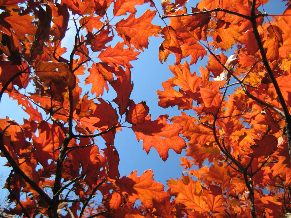 Northern Pin Oak (Quercus ellipsoidalis) - 3 gallon 60"