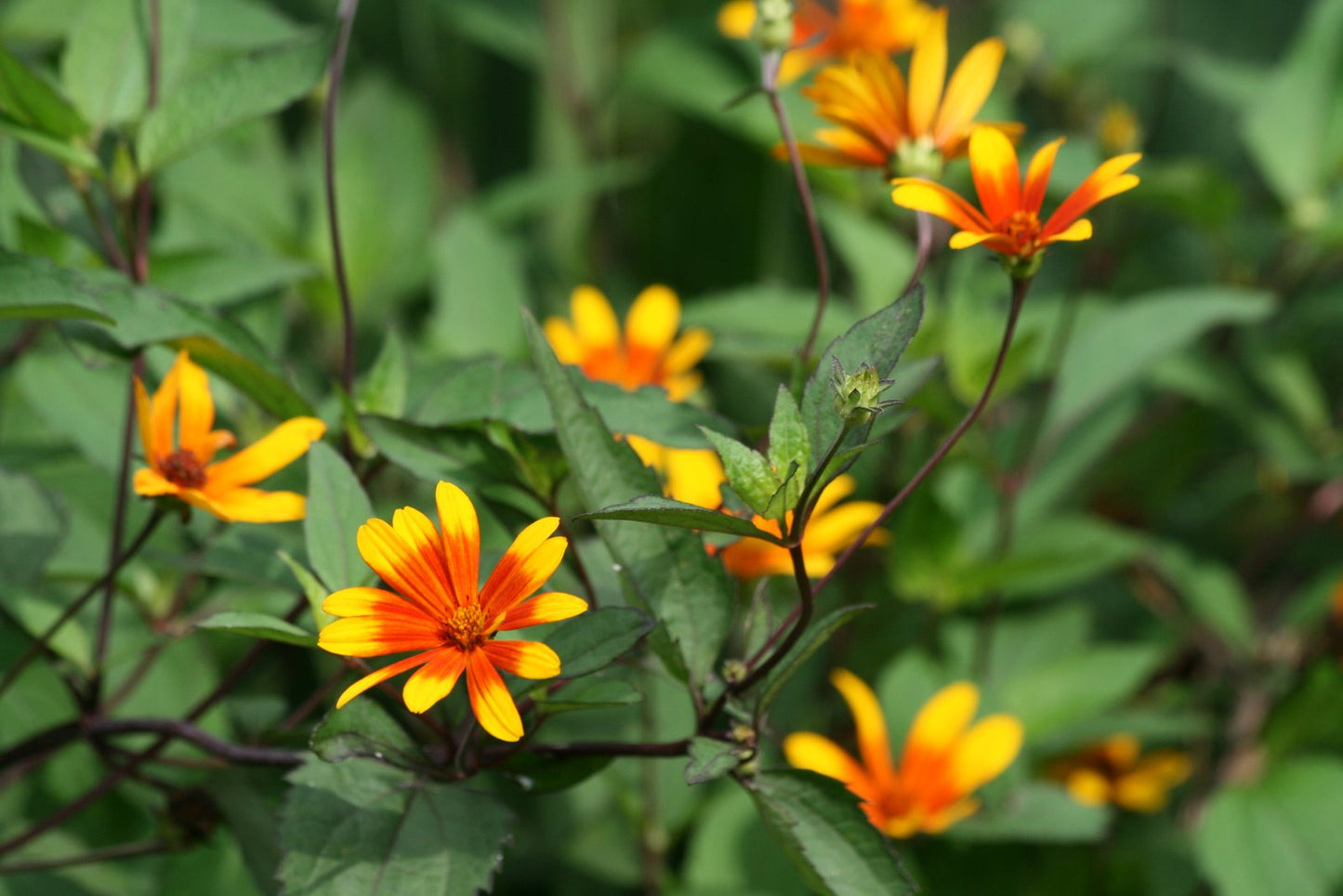 Summer Nights Oxeye Daisy (Heliopsis helianthoides 'Summer Nights') - 2 gallon