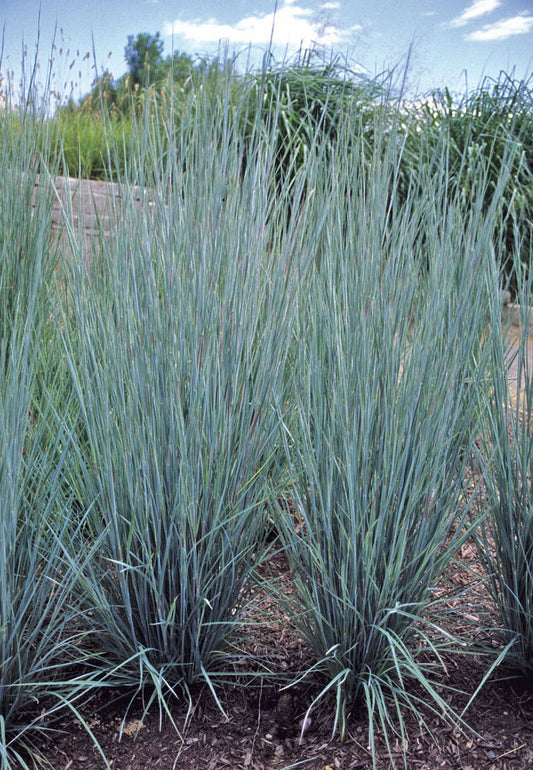 Prairie Blues Little Bluestem (GRASS - SCHIZACHYRIUM PRAIRIE BLUES) - 2 gallon