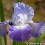Clarence Bearded Iris (Iris germanica 'Clarence') - 1 gallon