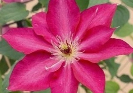 Tekla™ Clematis (Clematis tekla) - 1 gallon
