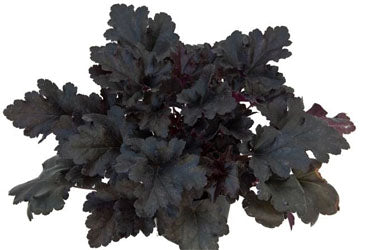 Primo® 'Black Pearl' Coral Bells (HEUCHERA BLACK PEARL) - 1 gallon