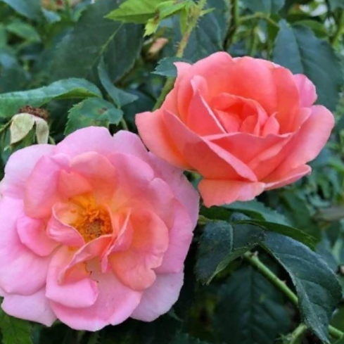 Peachy Knock Out® Rose (ROSE K.O. PEACHY KNOCKOUT) - 3 gallon