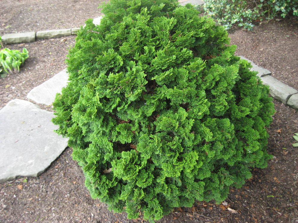 Templehof False Cypress (Chamaecyparis obtusa 'Tempelhof') - 3 gallon 12"