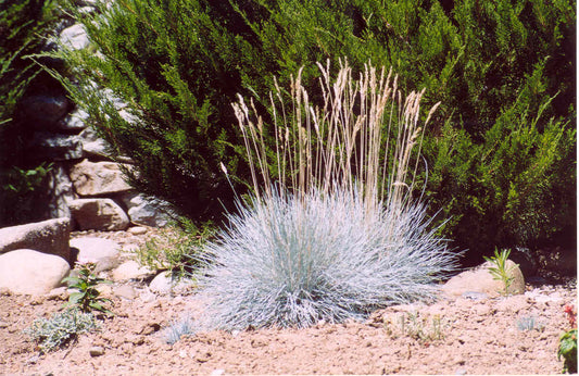 Elijah Blue Fescue Grass (GRASS - F.C. ELIJAH BLUE) - 1 gallon