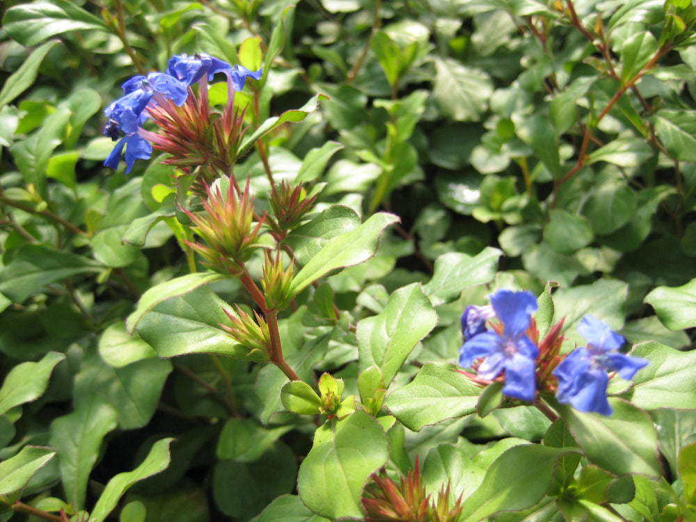 Leadwort (Ceratostigma plumbaginoides) - 1 gallon