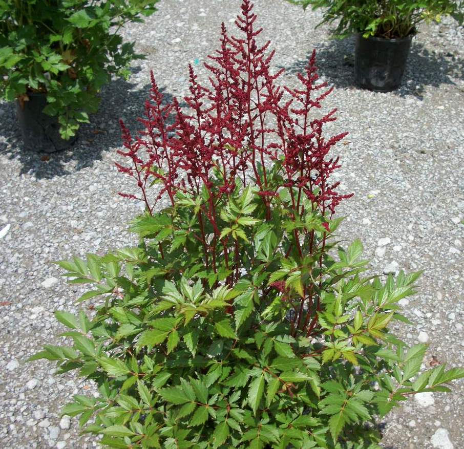Montgomery Astilbe (Astilbe japonica 'Montgomery') - 1 gallon