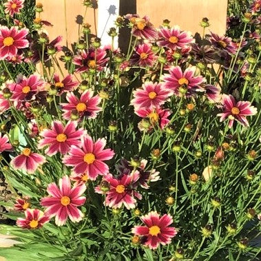 Coreopsis Lil Bang™ Candy Stripes (Coreopsis x 'Lil Bang Candy Stripes') - 1 gallon