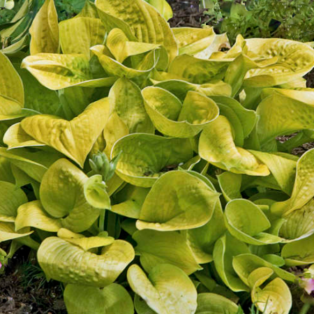 Maui Buttercups Hosta (Hosta 'Maui Buttercups') - 1 gallon