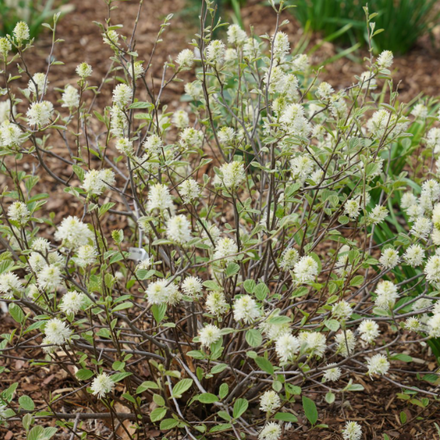Legend of the Small® Bottlebrush (Fothergilla x intermedia 'Legend Of The Small') - 2 gallon