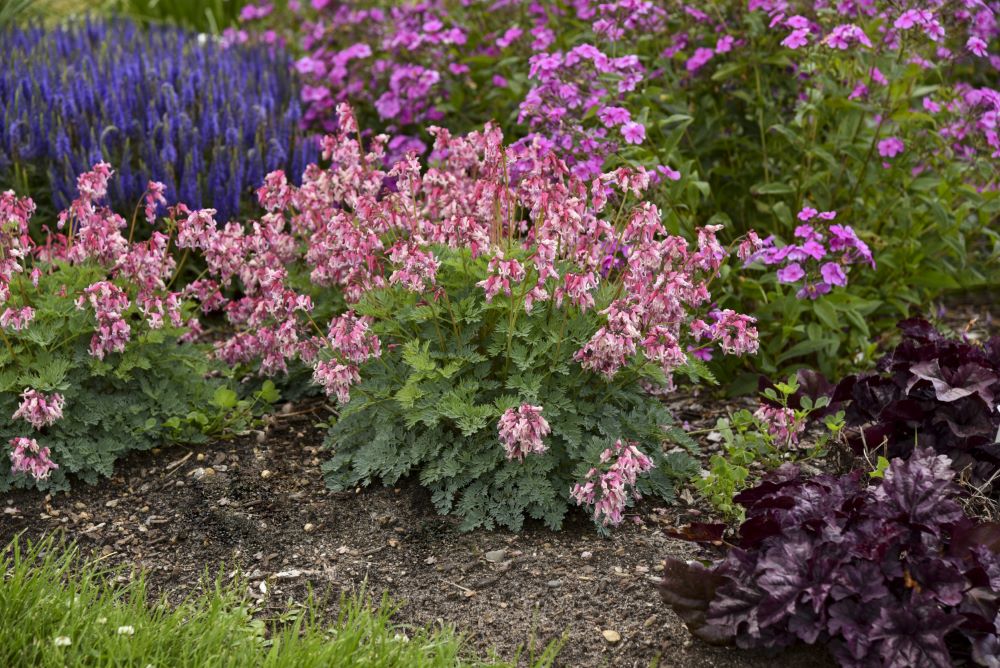 SUN JEWELS™ ‘Pink Diamonds’ Bleeding Heart (Dicentra 'Pink Diamonds') - 1 gallon