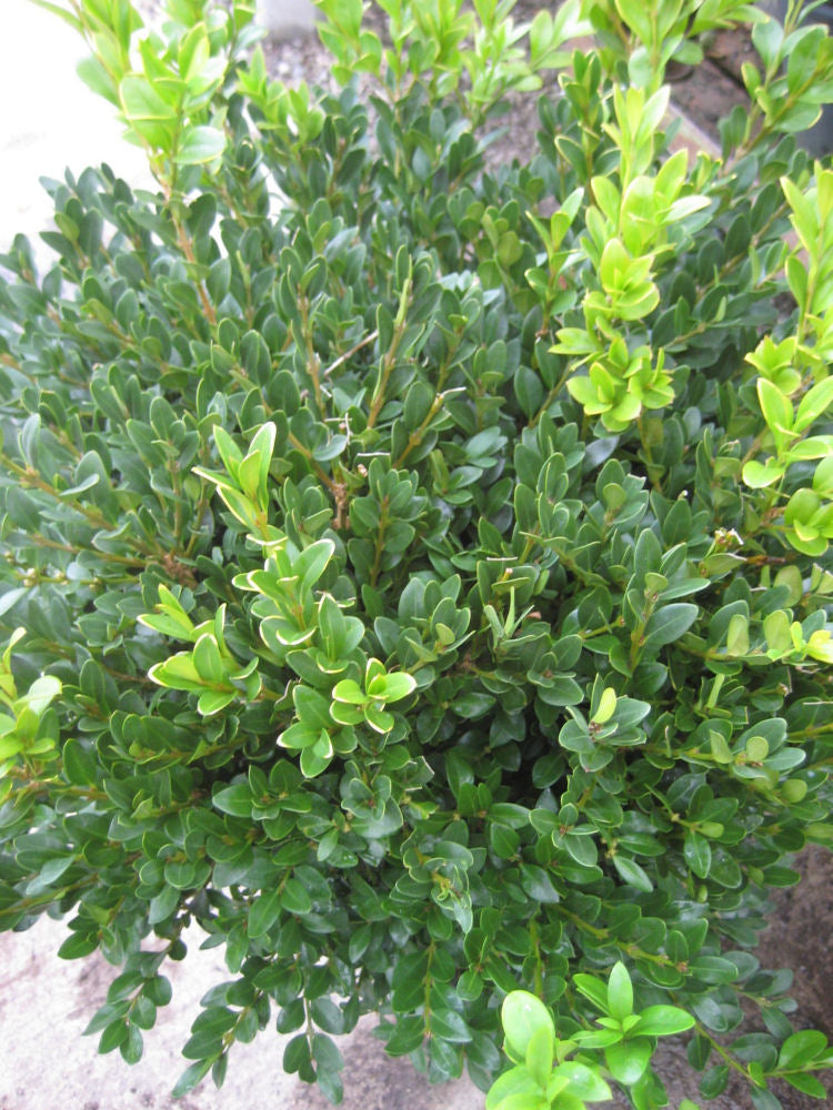 Green Velvet Boxwood (Buxus microphylla 'Green Velvet') - 2 gallon 10"