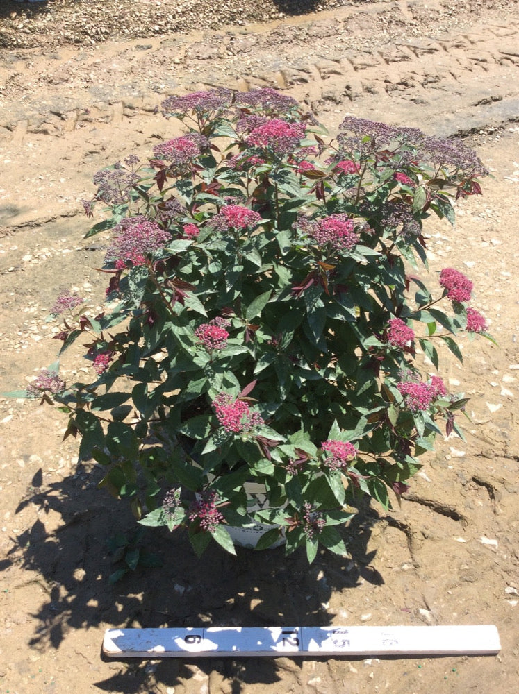 Double Play® Red Spirea (Spiraea JAP 'Dbl Play Red') - 3 gallon 15"