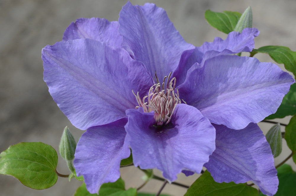 Sacha™ Clematis (Clematis sacha) - 3QT