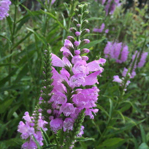 Pink Manners Obedient Plant (Physostegia 'Pink Manners') - 1 gallon