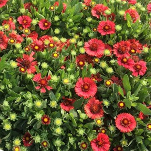 Spintop Red Blanket Flower (Gaillardia spintop 'Red') - 1 gallon
