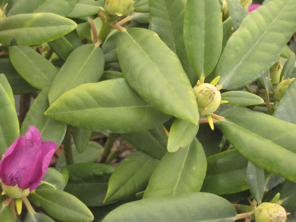 Boursault Rhododendron (Rhododendron catawbiense 'Boursalt') - 3 gallon 15"
