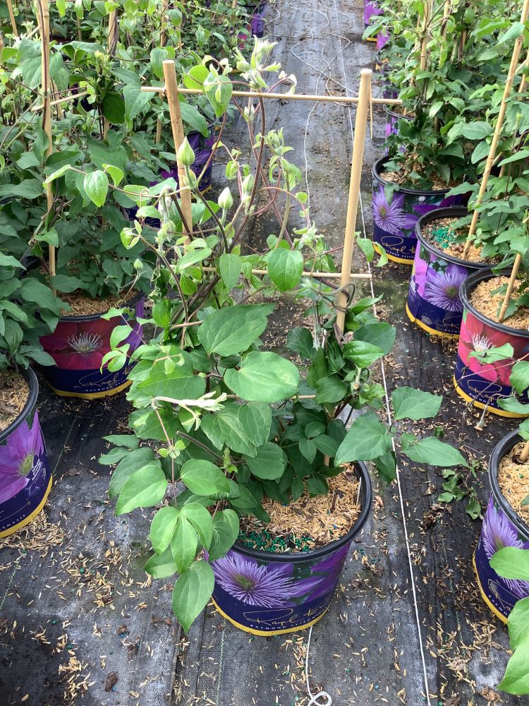Duchess of Cornwall Clematis (Clematis 'The Duchess Of Cornwall') - 1 gallon