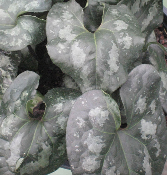 Chinese Wild Ginger (Asarum splendens) - 1 gallon